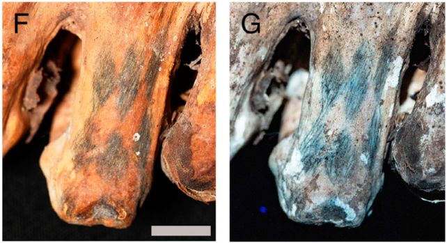 Breathtaking Tattoos Revealed on The Skin of 1,200-Year-Old Peruvian Mummies