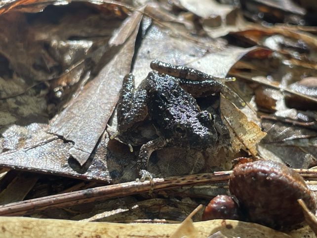 Hilarious 'Fast-Moving Belly-Flop' Lets Frogs Walk on Water