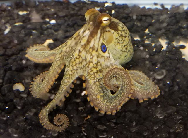 Octopus Arms Have Even Weirder Nervous Systems Than We Thought