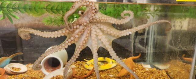 Octopus Arms Are Controlled by a Nervous System Like No Other