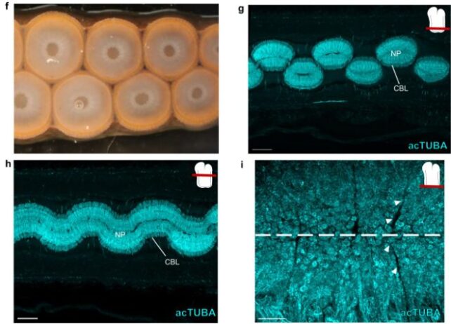 Octopus Arms Have Even Weirder Nervous Systems Than We Thought