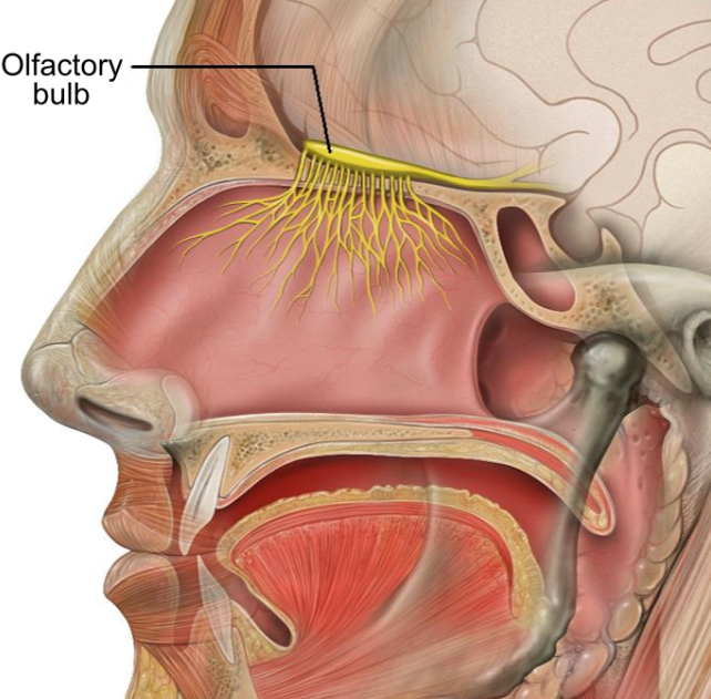 olfactory bulb