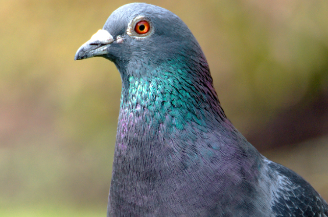 pigeon up close