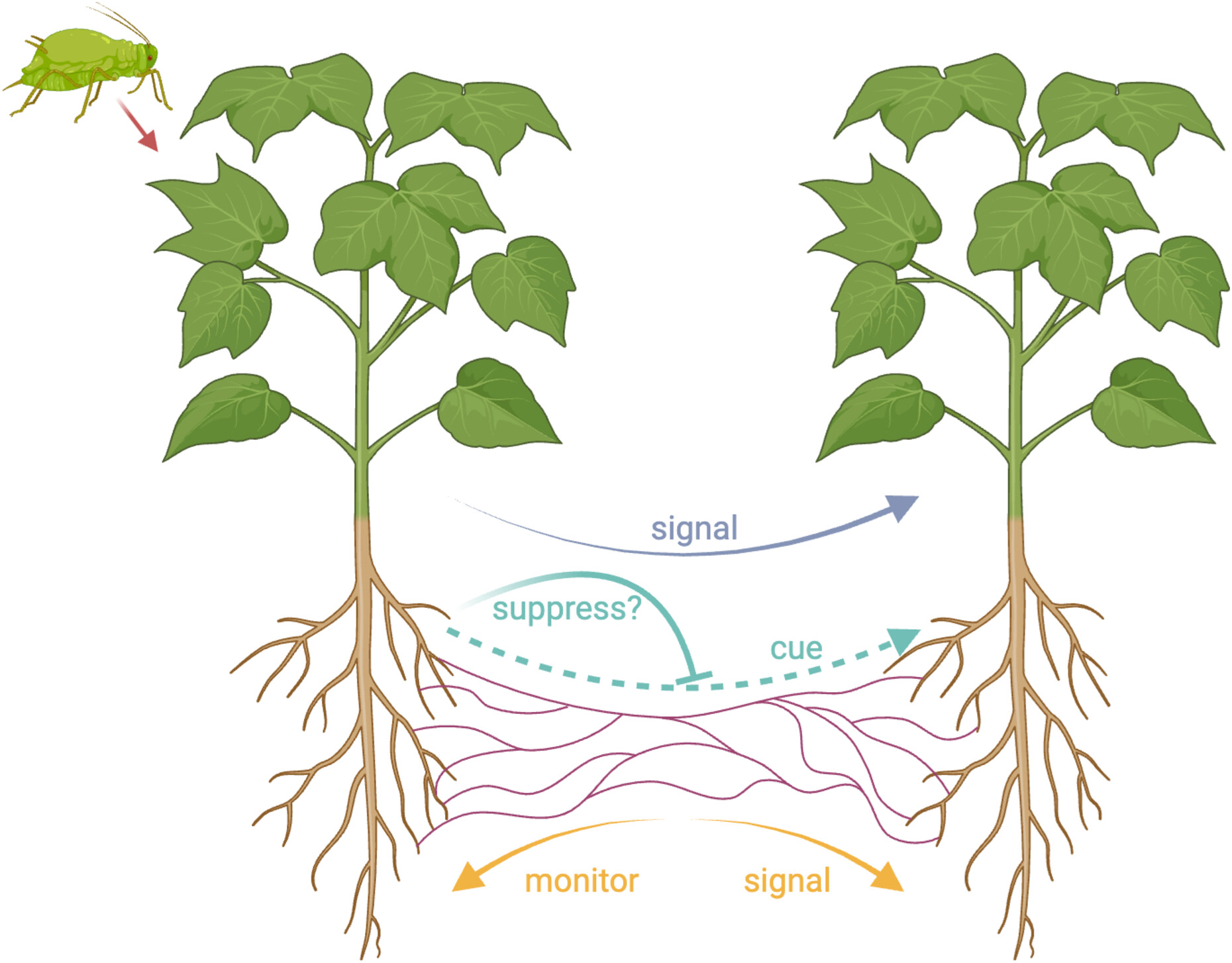 diagram shows cross-section of two plants side by side, their roots connected by a fungal network. the left-side plant is being attacked by an aphid. an arrow from the left to the right plant is labelled 'signal'. another dotted line arrow, from left to right, is labelled 'cue' and 'suppress?'. two arrows emit from the fungi, one pointing towards each plant root. these are labelled 'monitor' and 'signal'. 