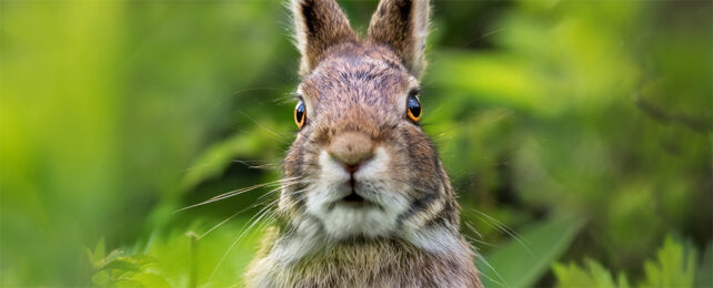 close crop of a brown rabbit's face in front of grassy background