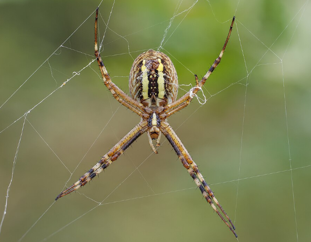 wasp spider