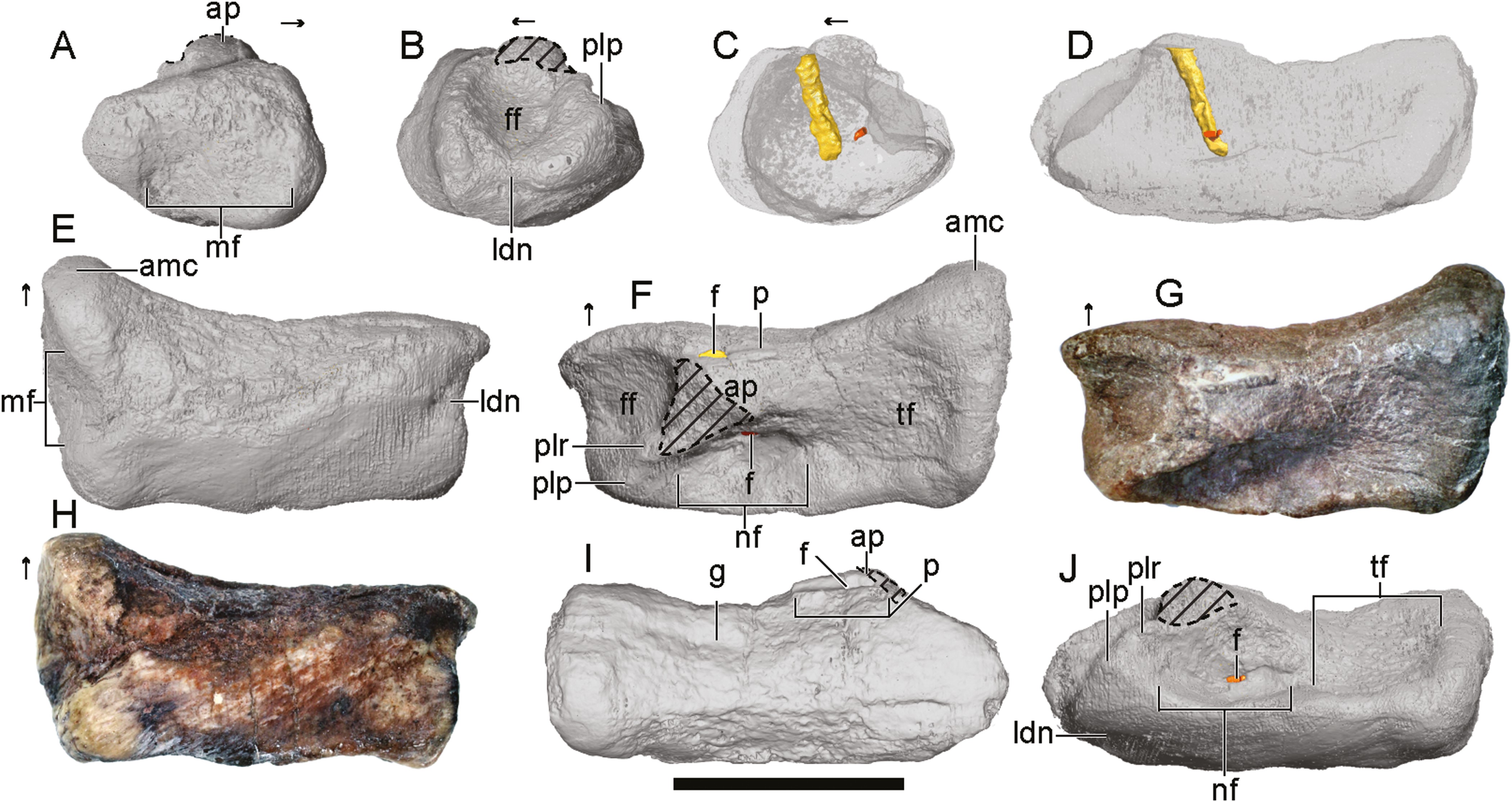 10 scans of the Ahvaytum bahndooiveche fossil specimens, showing different angles of the fossilized bones.