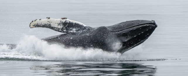 Incredible Video: Whale Swallows Man Then Spits Him Out Again