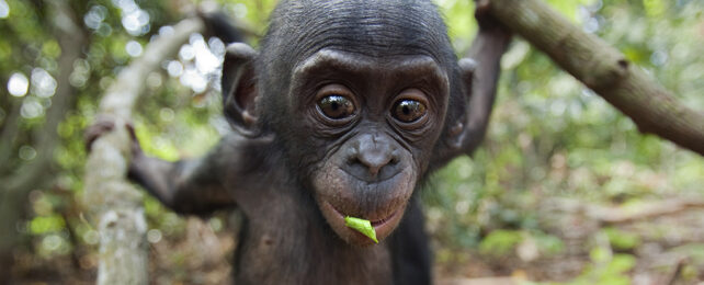 Baby bonobo