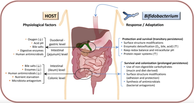 Bifidobacterium Role