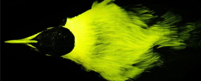 Most Birds-of-Paradise Are Secretly Biofluorescent, Study Finds