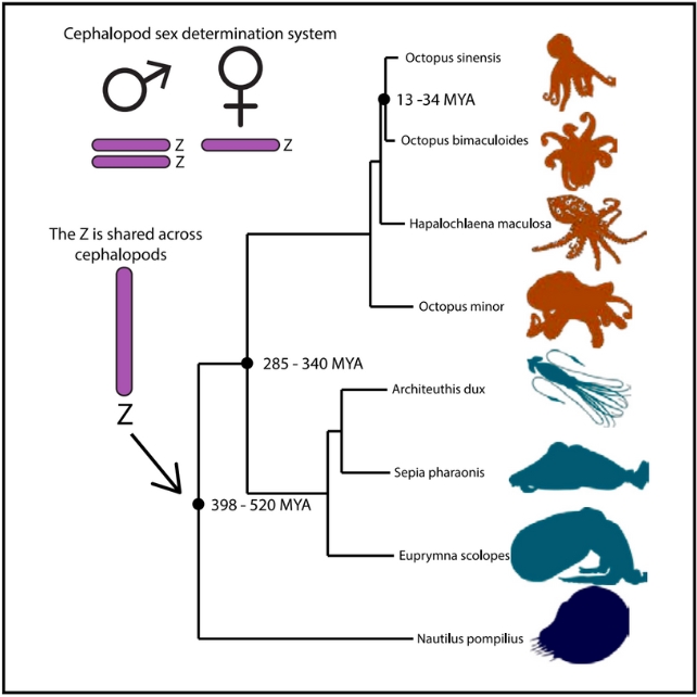 Octopuses Might Have The Oldest Sex Chromosomes in The Animal Kingdom, Study Finds