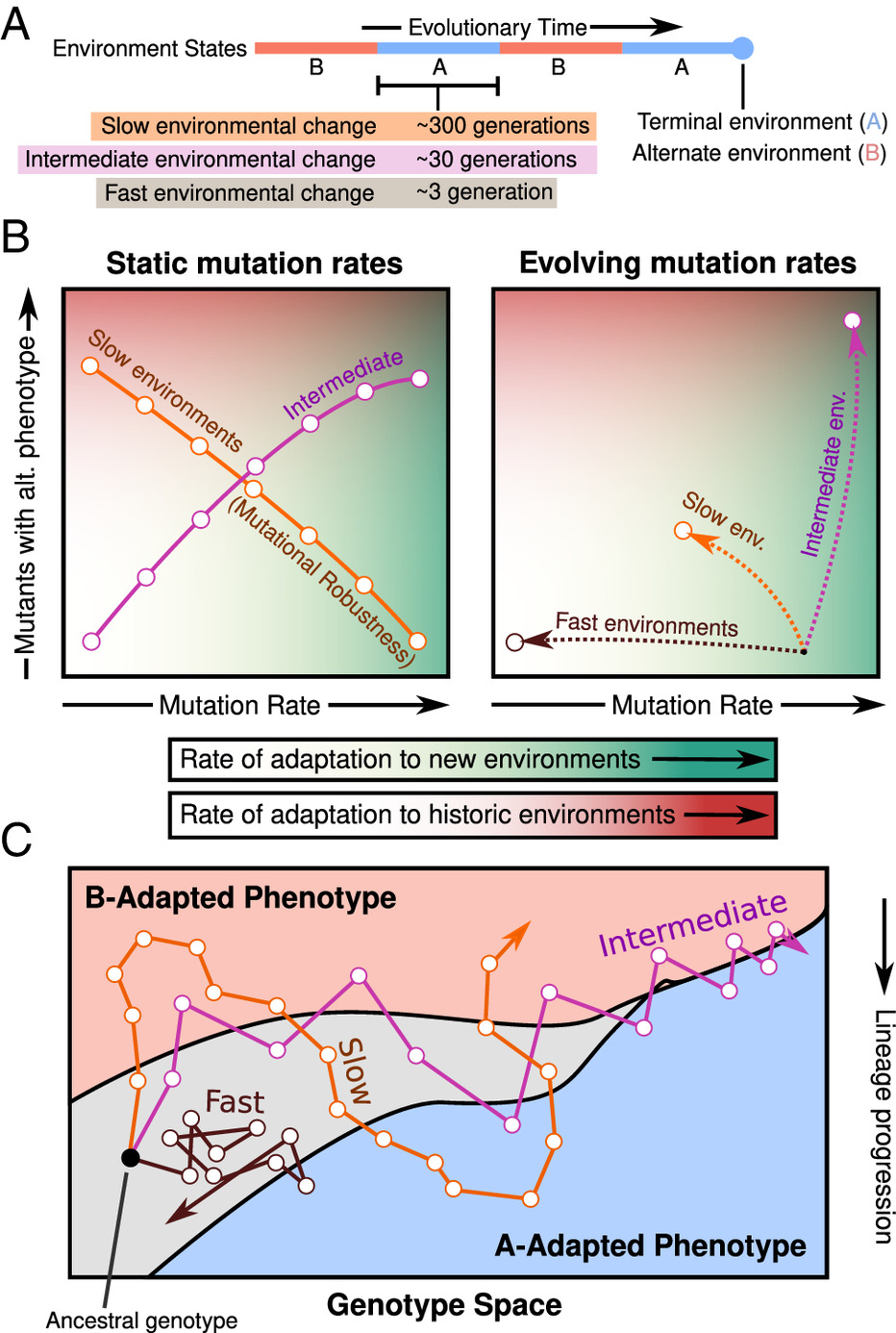 Graphs showing changes in mutation rates across different scenareos