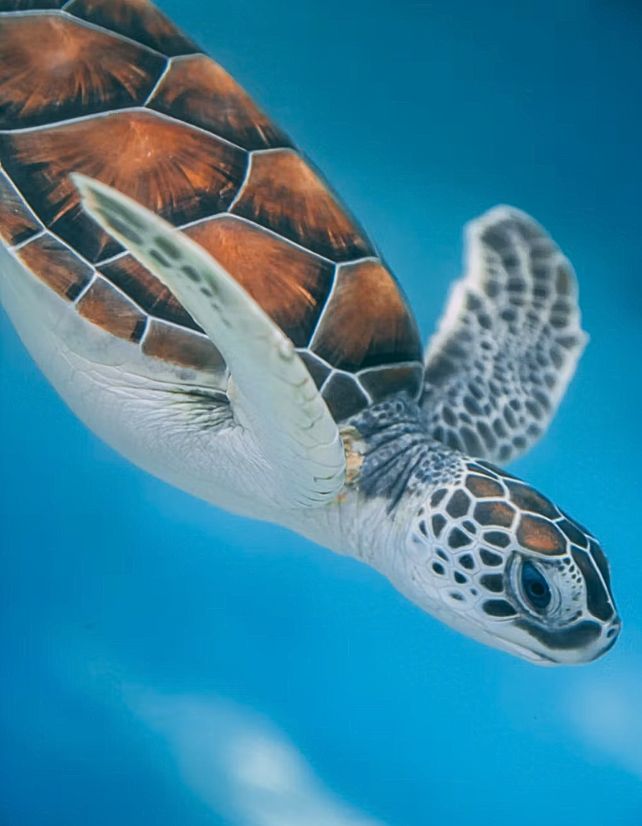 Close up of a diving green sea turtle showing its bronze patterns