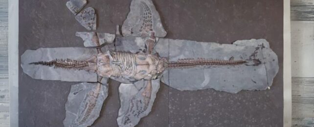 Amazing Fossil Reveals Turtle-Like Scales on Jurassic Plesiosaur