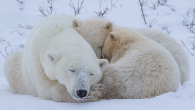 First-Ever Detailed Footage Shows Polar Bear Cubs Emerging From Dens