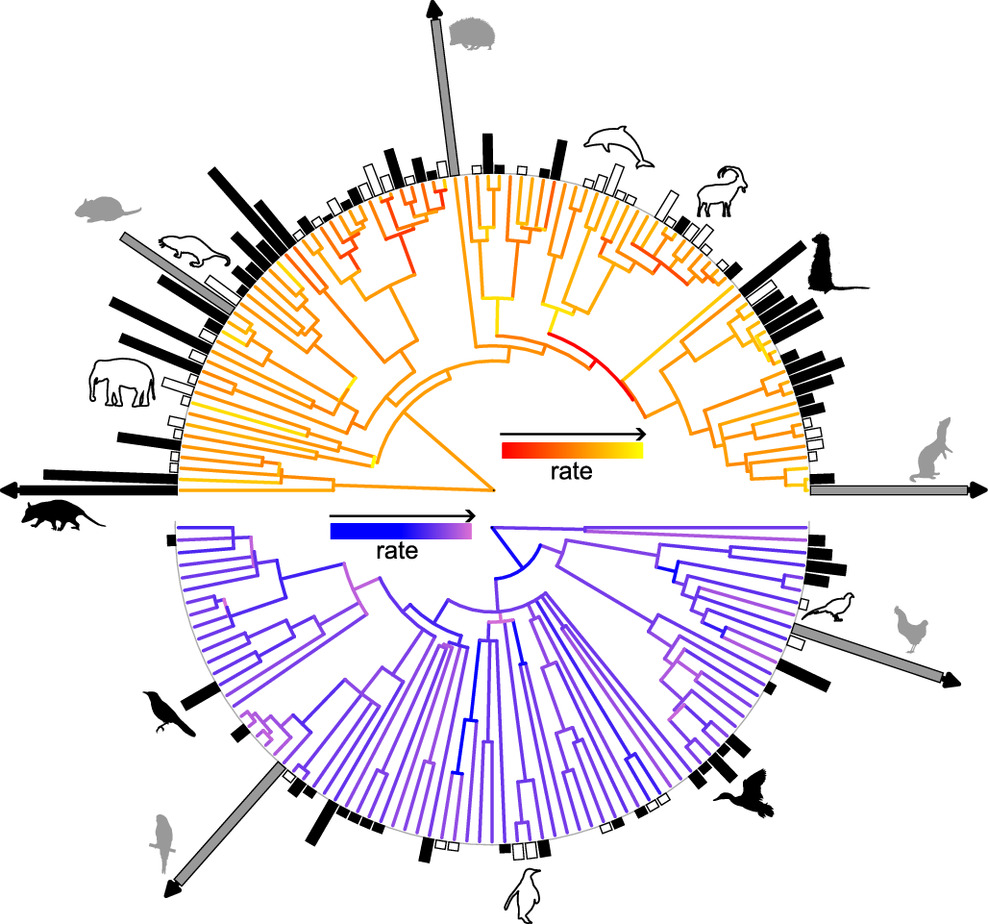 Phylogentic tree of vertebrates showing size and cancer rates