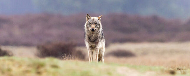 a wolf faces the camera in a grassy wild european landscape.