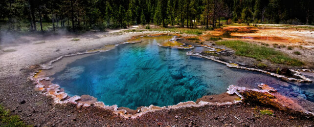 photo of octopus spring, a clear turquoise hot spring with a shape that branches from a central pool. some steam floats to the right; surrounding the pool is bright yellow ground, and further back, a dense forest of pines.