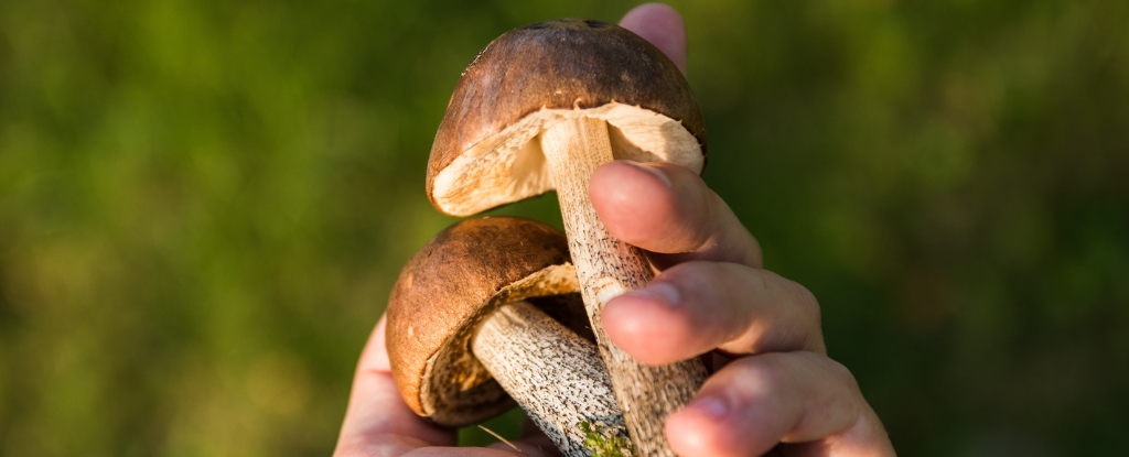 Common Mushroom Fiber May Protect Against Flu, Study Finds : ScienceAlert