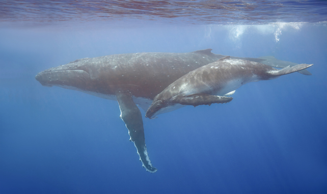 humpback whale mother and calf