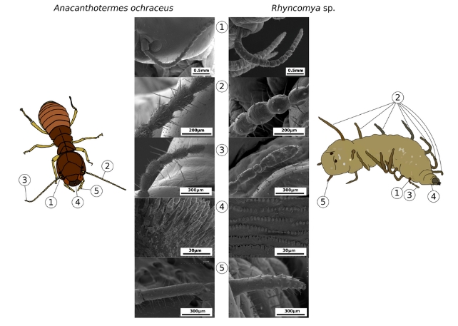 Flying with 'termite masks' accepted in Termiet Colonies, research finds