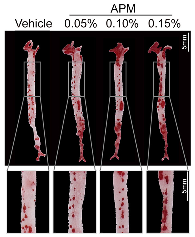 Mouse arteries