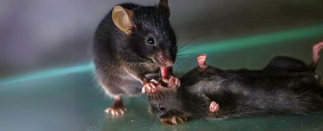 Incredible Discovery Shows Mice Trying to Revive Fallen Companions