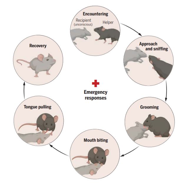 Diagram of mouse behavior during mouse to mouse resuscitation