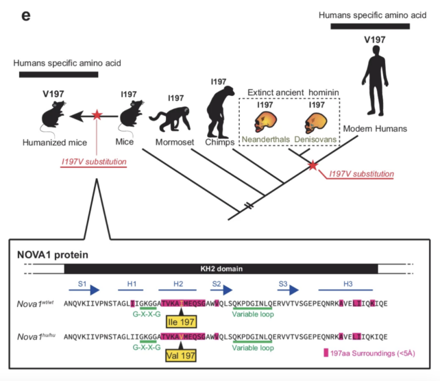 NOVA1 Gene Evolution