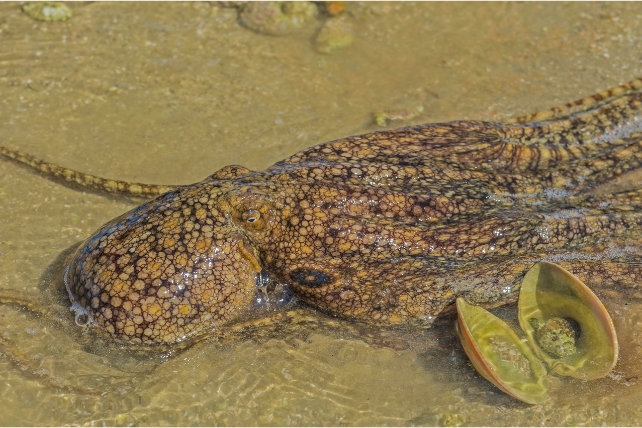 A huge octopus in shallow water