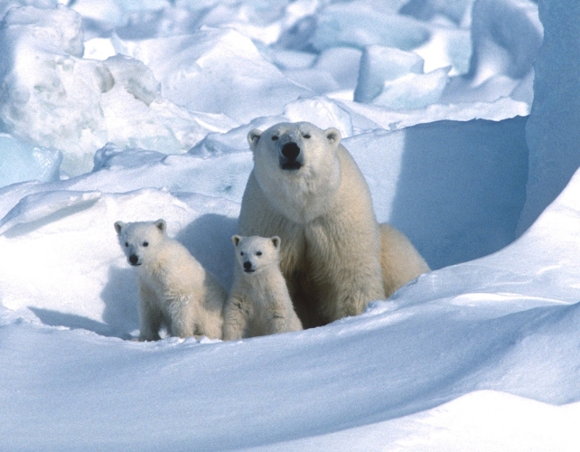 Adorable Rare Footage of Polar Bear Cubs Emerging From Their Dens Captured After a Decade of Monitoring