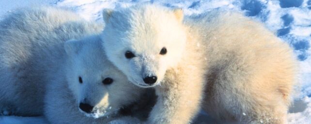 First-Ever Detailed Footage Shows Polar Bear Cubs Emerging From Dens