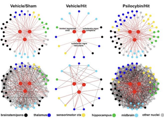 Psilocybin Put Rat Brains 'Back Together' After Mild Head Trauma ...