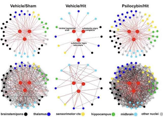 Psilocybin Puts Rat Brain Together