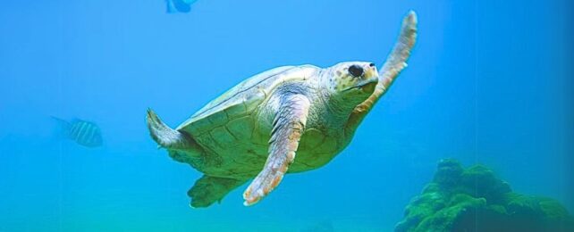 Sea Turtles Dance to Orientate With Earth's Magnetic Field, Study Reveals