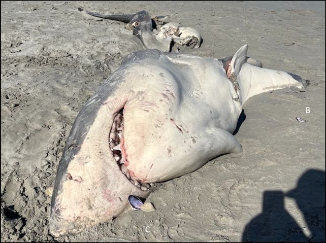 Orcas Are Attacking White Sharks Near Australia, And We Have The DNA to Prove It