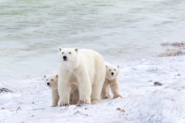 Adorable Rare Footage of Polar Bear Cubs Emerging From Their Dens Captured After a Decade of Monitoring