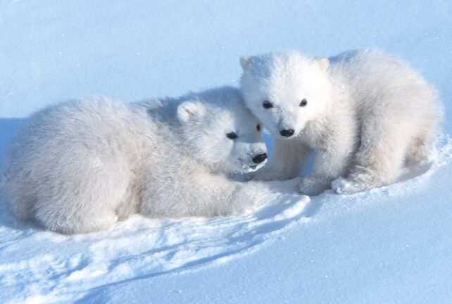 Adorable Rare Footage of Polar Bear Cubs Emerging From Their Dens Captured After a Decade of Monitoring