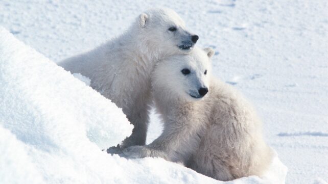 Adorable Rare Footage of Polar Bear Cubs Emerging From Their Dens Captured After a Decade of Monitoring