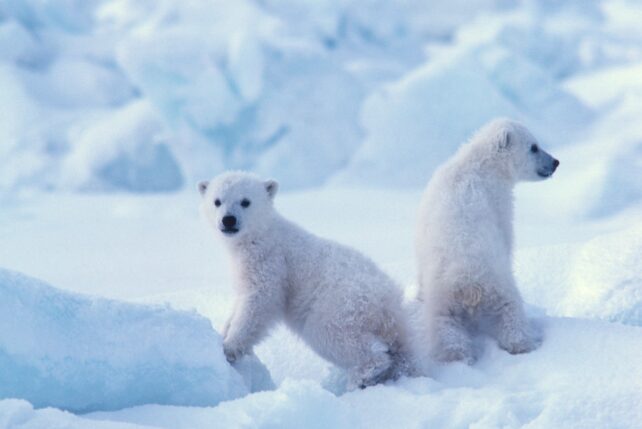 Adorable Rare Footage of Polar Bear Cubs Emerging From Their Dens Captured After a Decade of Monitoring