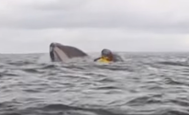 Improbable Video: Whale Swallows Guy Then Spits Him Out Once more