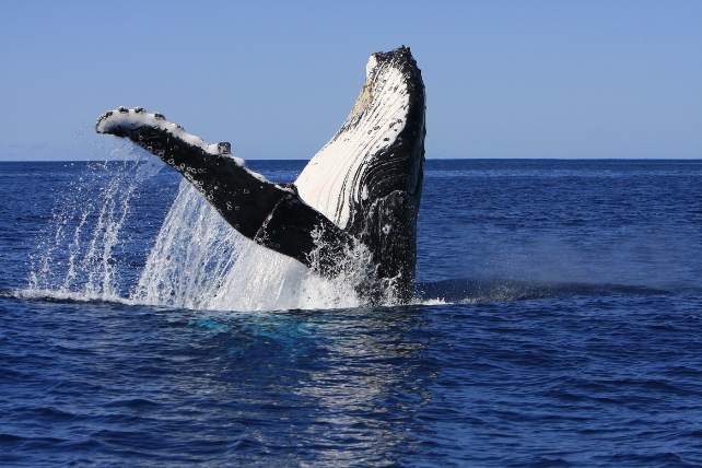 Whale Songs Have Eerie Similarities to Human Speech, New Studies Find