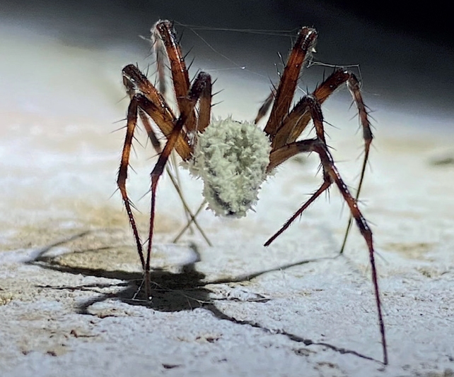 This Newly-Discovered Fungus Seems to Be Turning Irish Cave Spiders Into Zombies