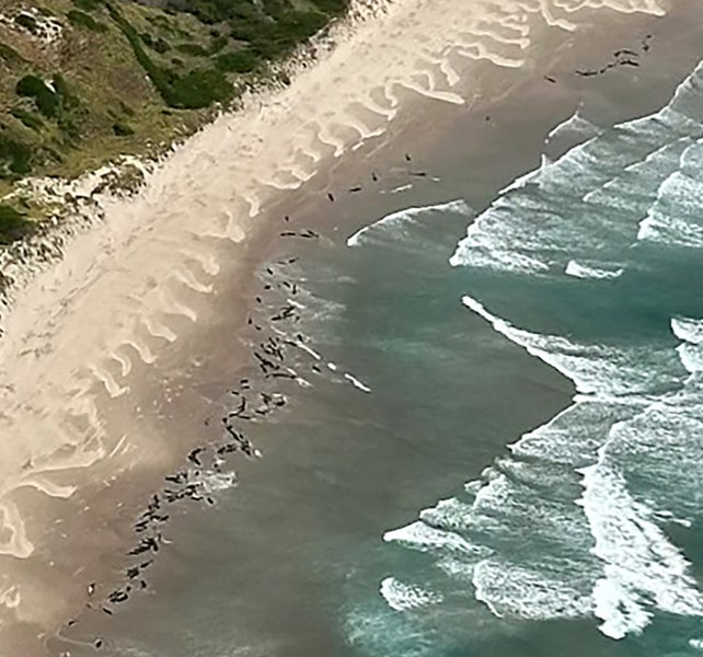 aerial shot of dolphins on a Tasmanian beach