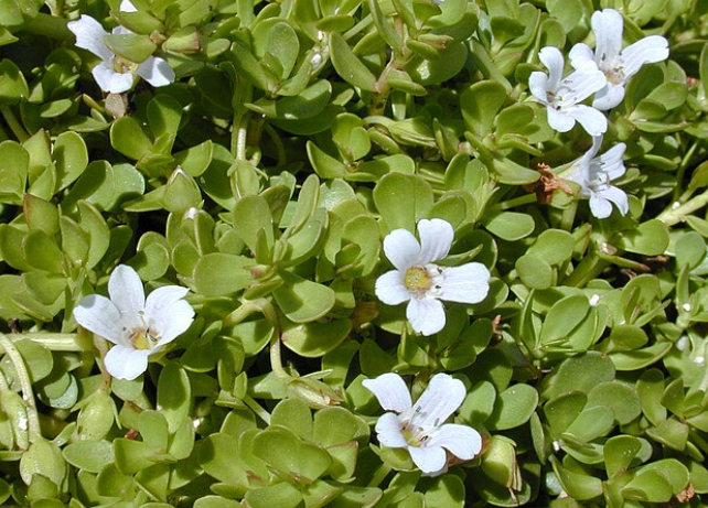 Bacopa bush