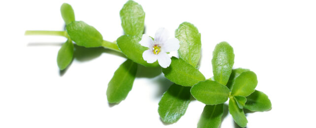 bacopa on white background