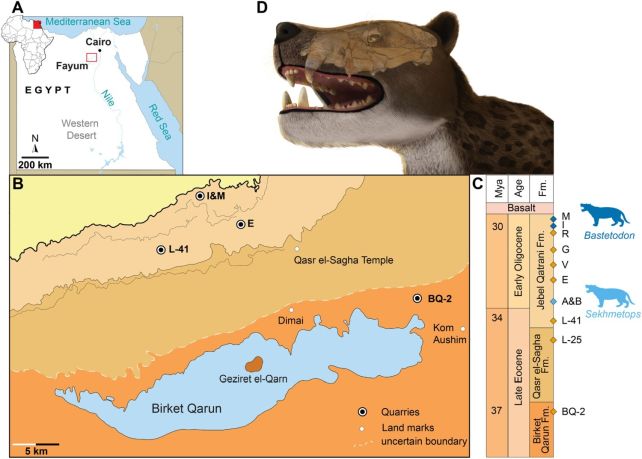 Leopard-Sized Hypercarnivore Terrorised Egypt Millions of Years Ago