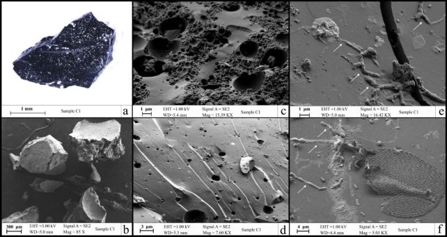 The Eruption of Vesuvius Turned a Victim's Brain to Glass