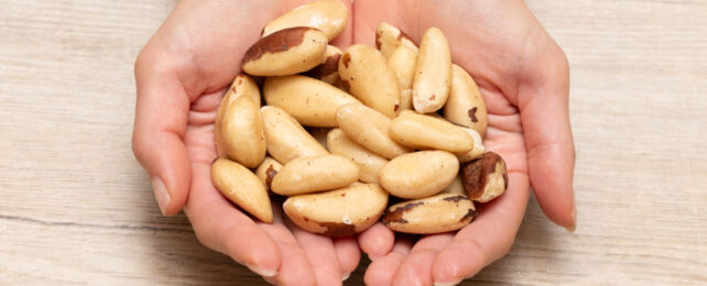 brazil nuts in a person's hands